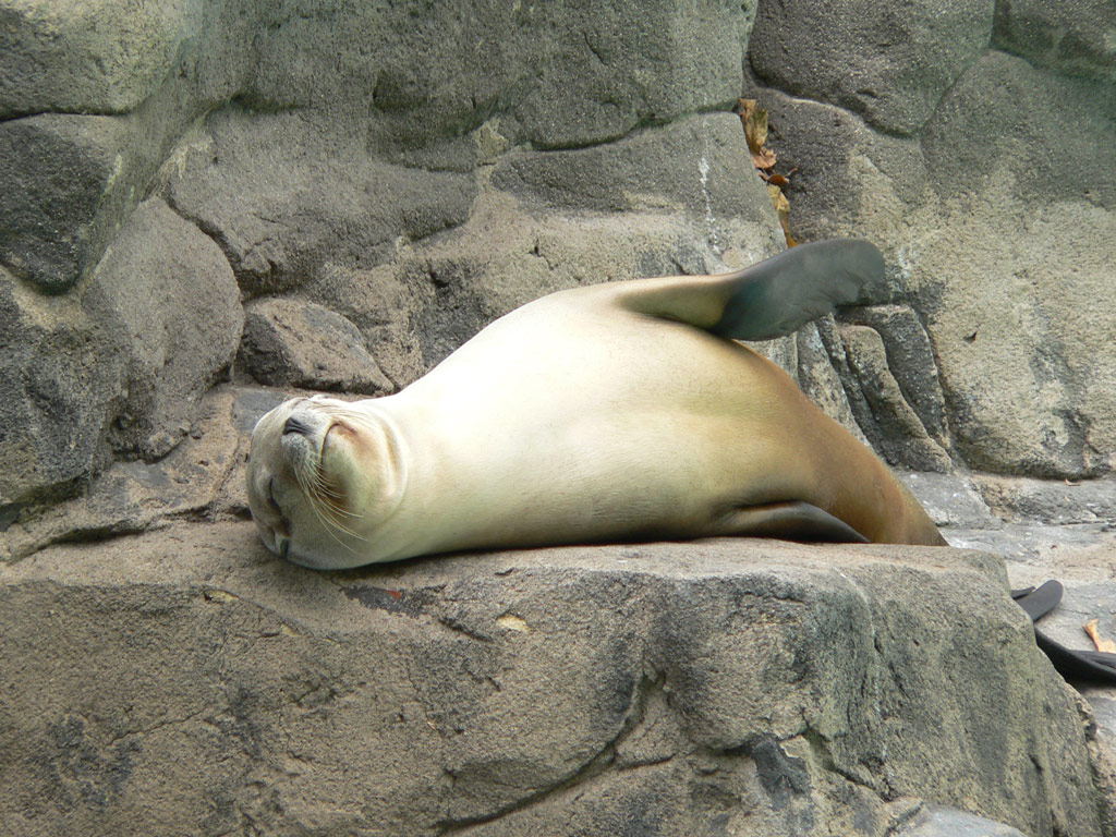 Foca a riposo