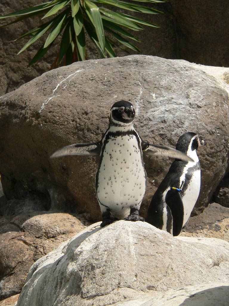 Pinguino