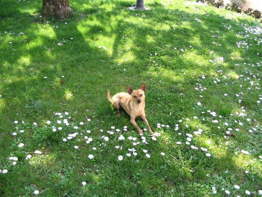 Il nostro cane Ben