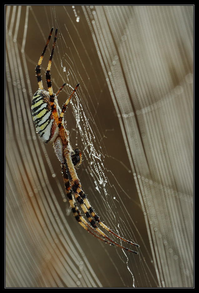 Argiope bruennichi