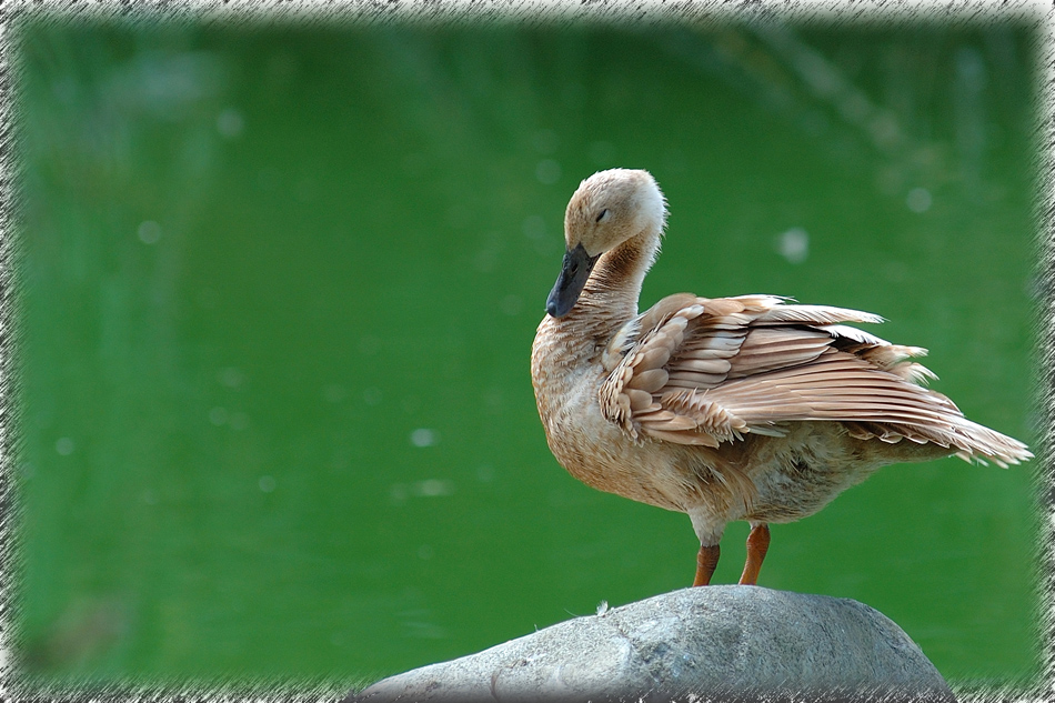parco Martinat