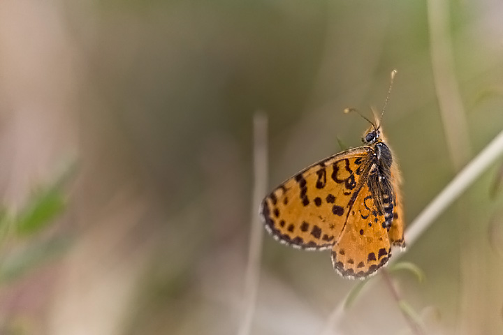 volo sognato