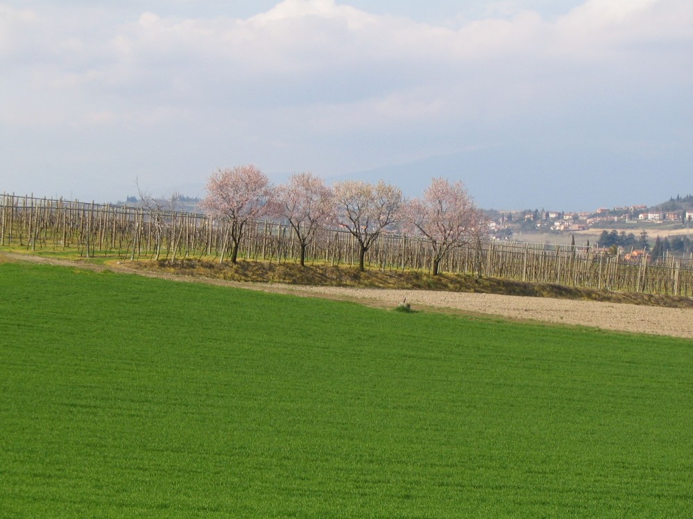 Ciliegi in fiore