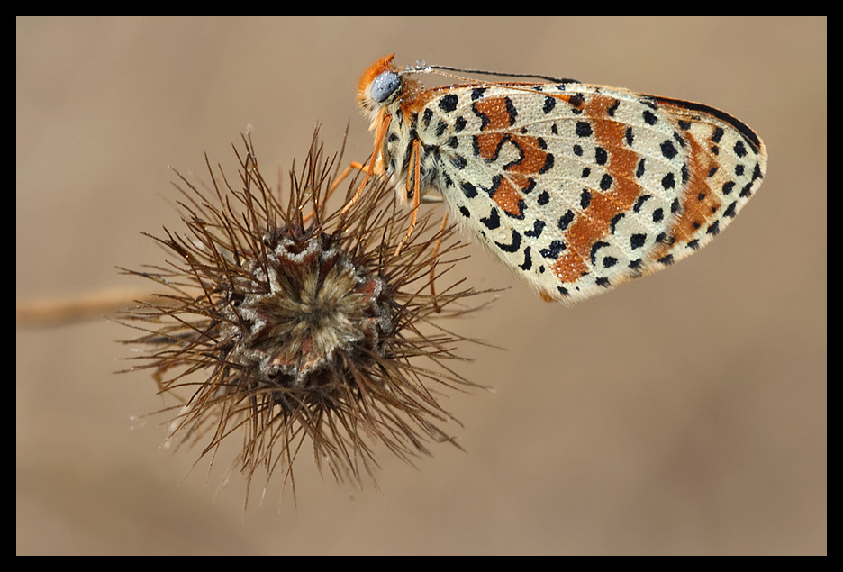 Melitaea