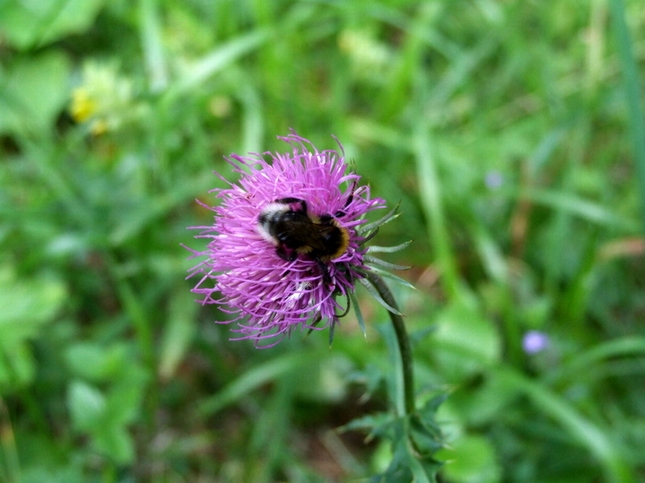 fiore