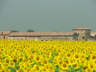 Cascina tra i girasoli