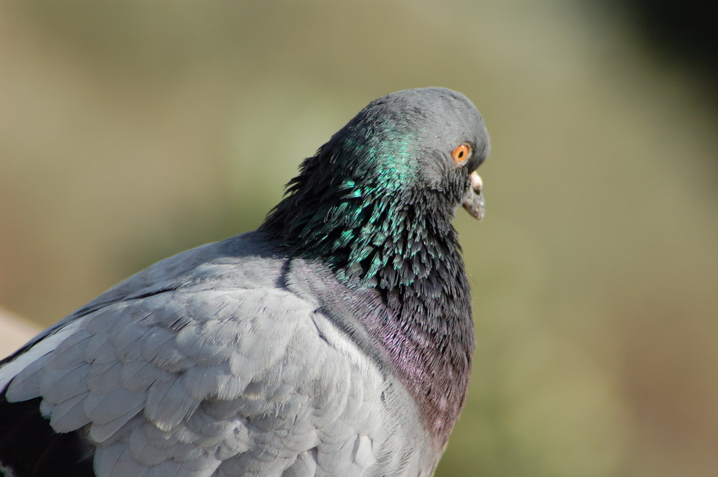 Piccione