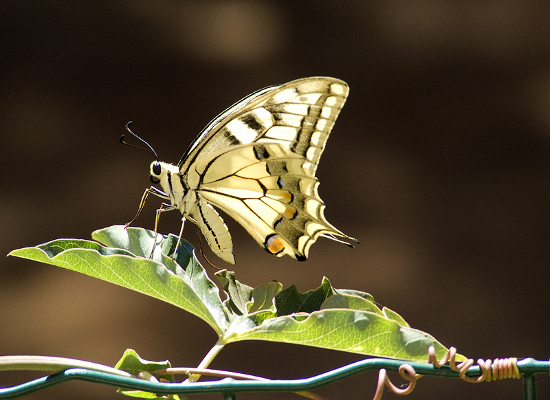 Papilio machaon 2