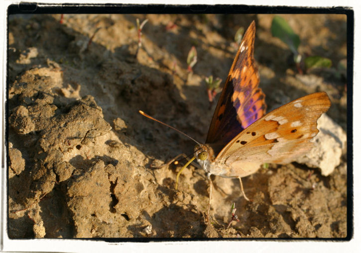 Farfalla terrestre