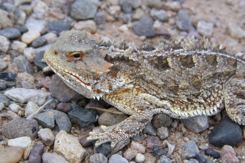 Spino