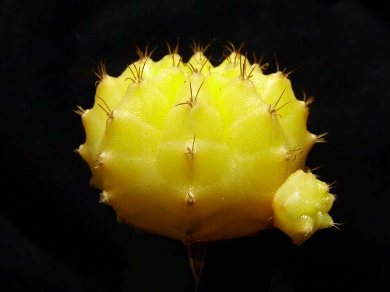 Pianta grassa