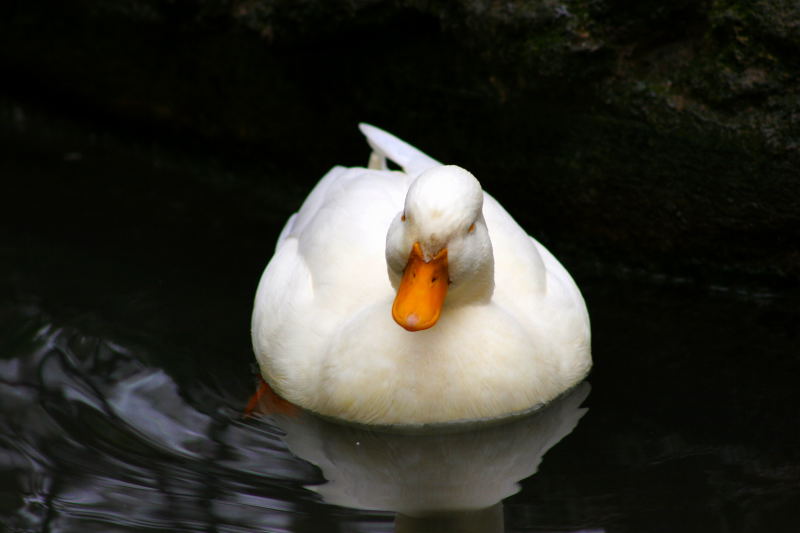 Duck, duck
