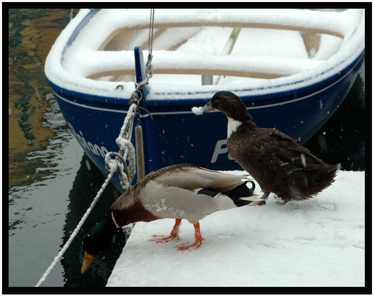 anatre nella neve