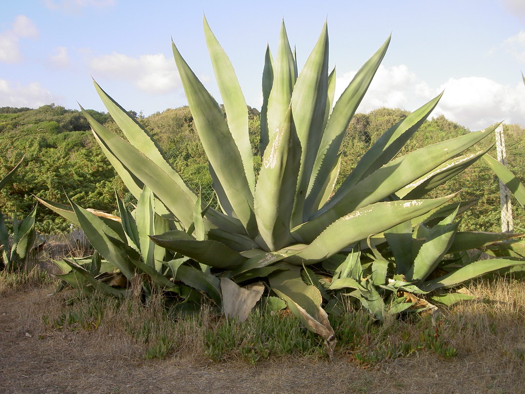 aloe