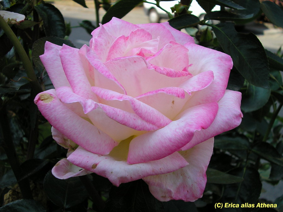 Rosa sfumata