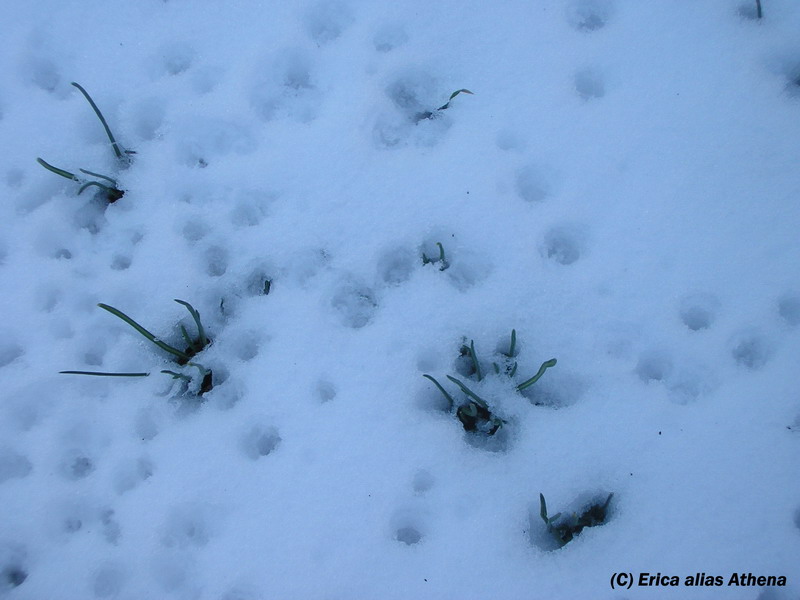 Neve..