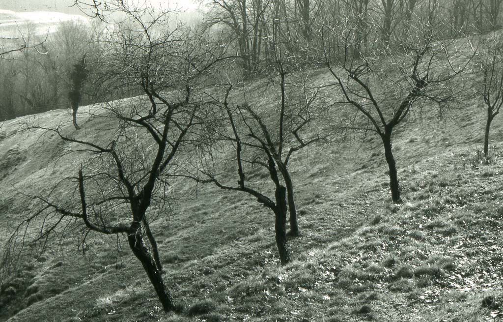 Alberi