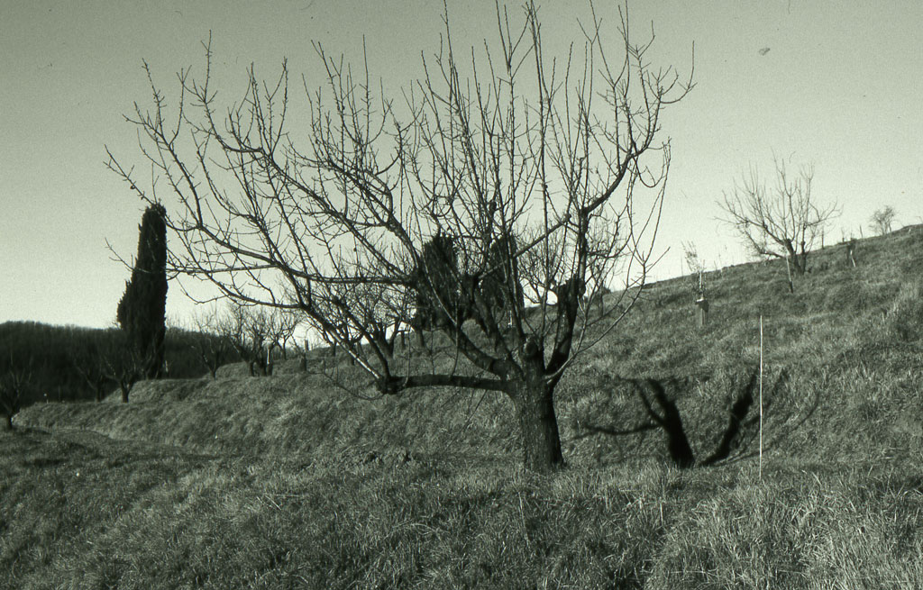 Alberi