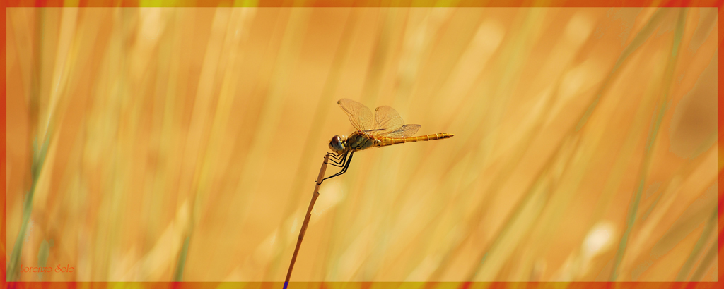 stelibellula