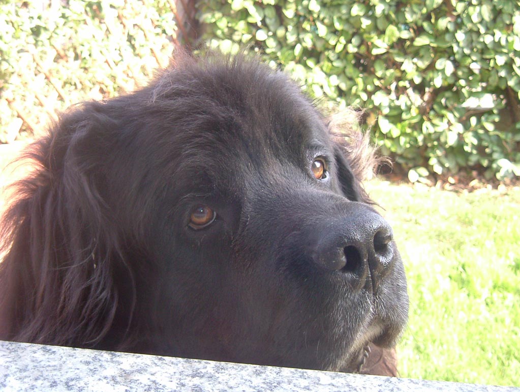 my terranova