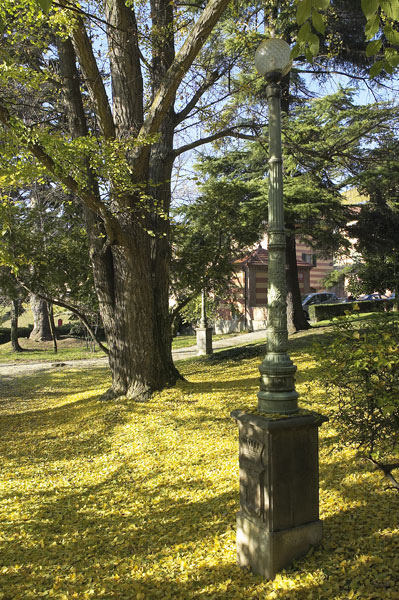 Yellow Garden