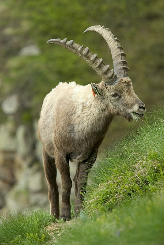 Animal