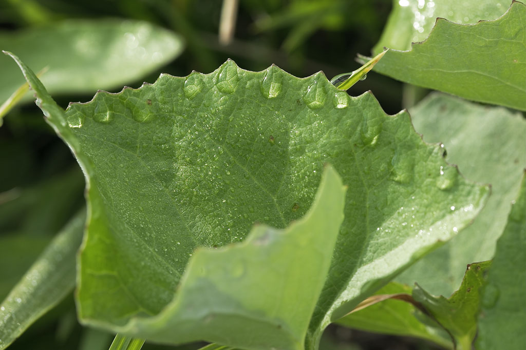 washed_leaf