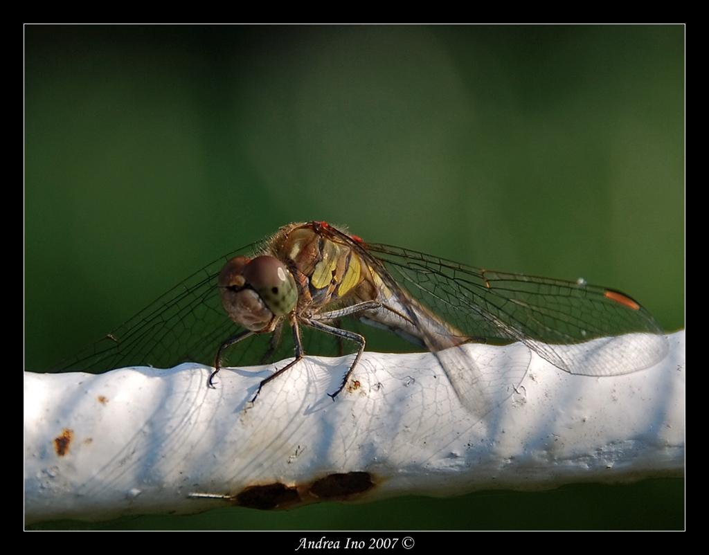 Libellula