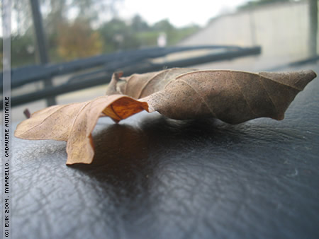 Cadavere Autunnale