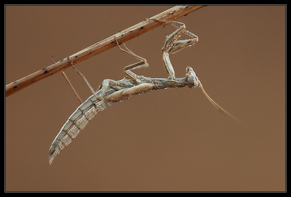 Mantide religiosa