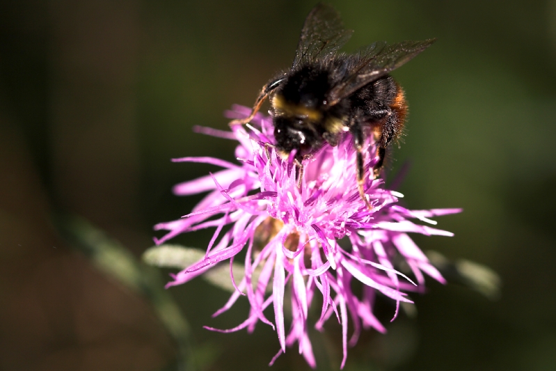 impollinazione