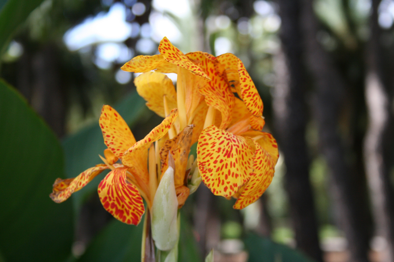 fiori