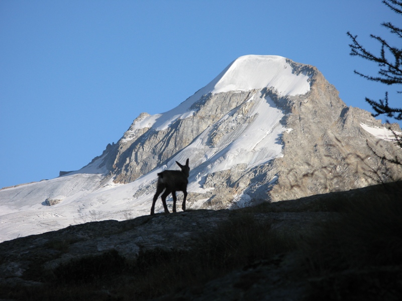 Ciarforon con piccolo camoscio