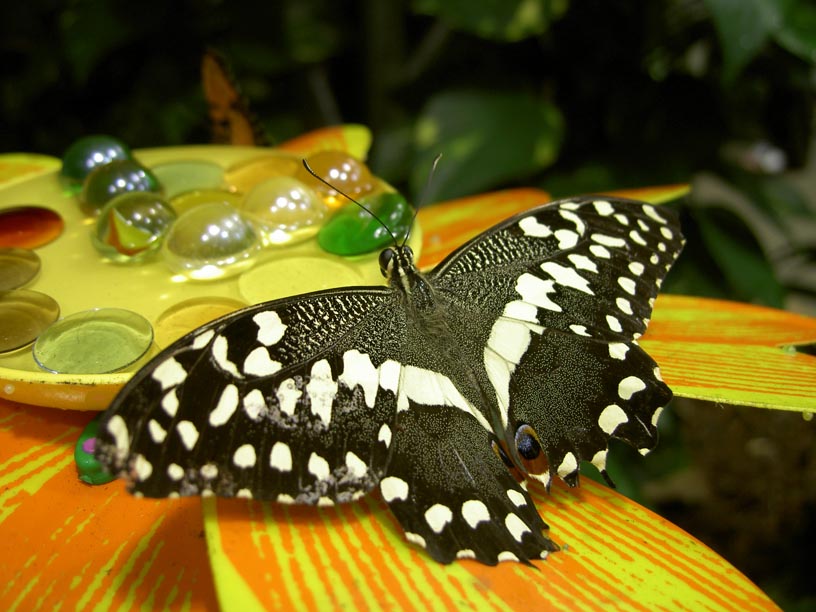 Bianco e Nero