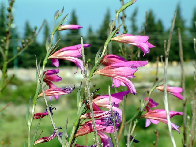 fiori