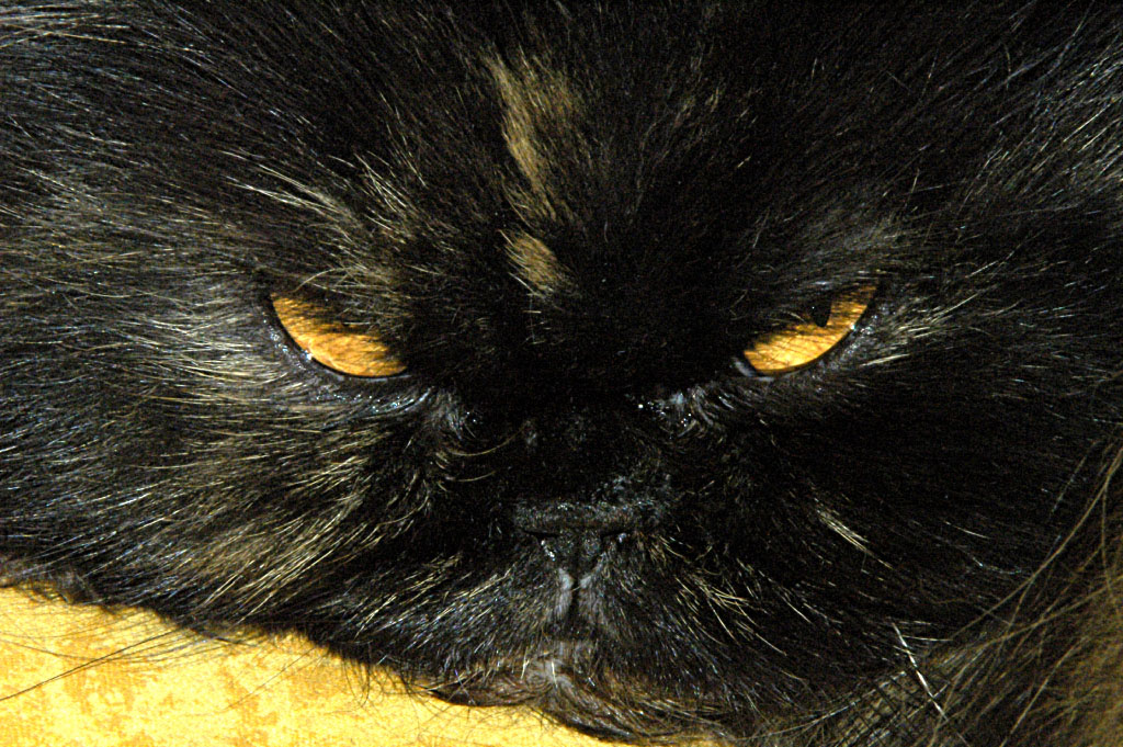 Micio