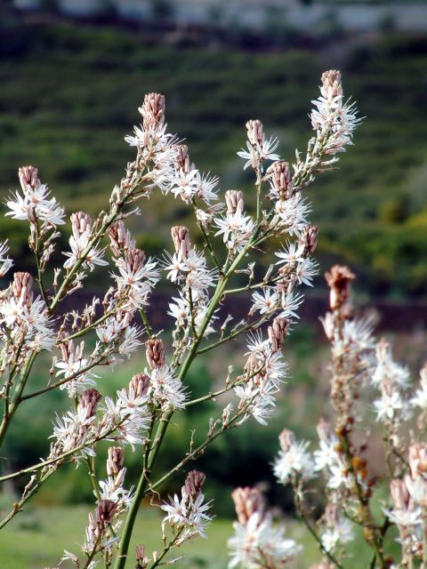 fiore