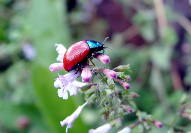 macro