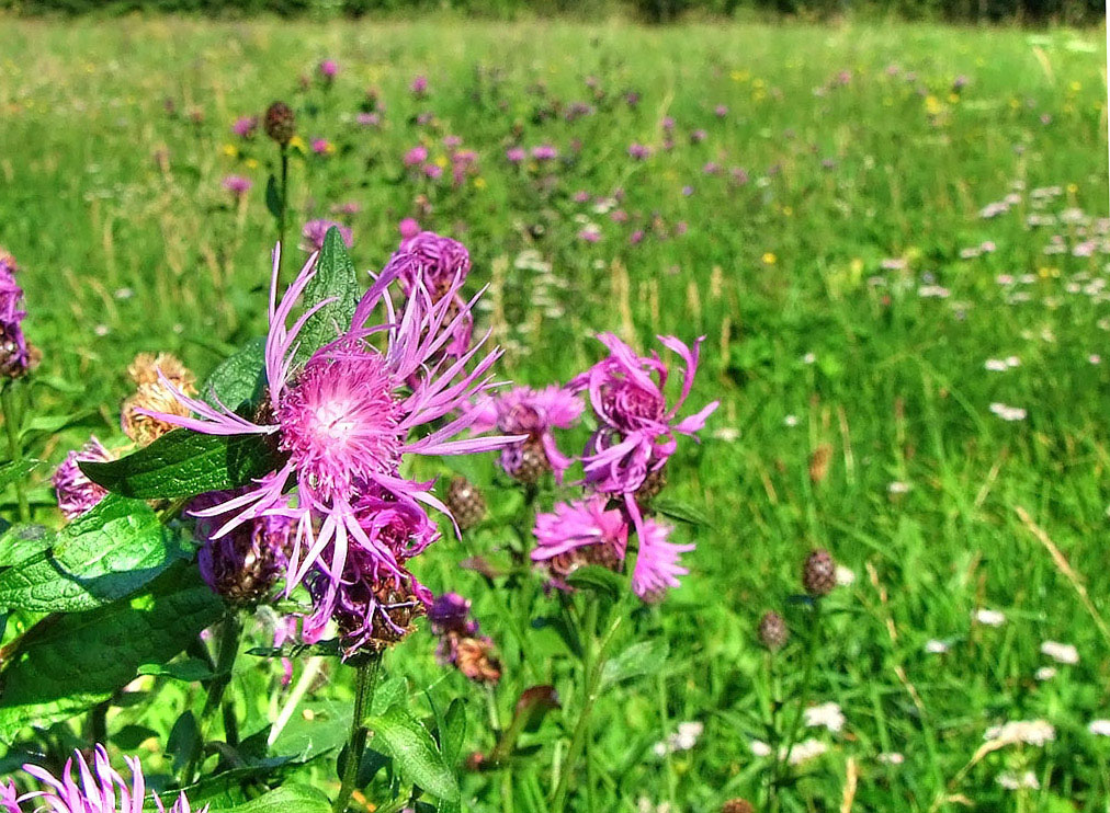 fiori di campo