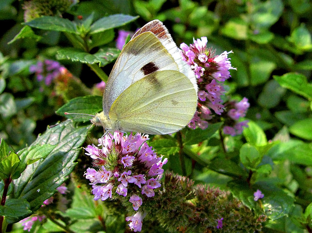 farfalla 1