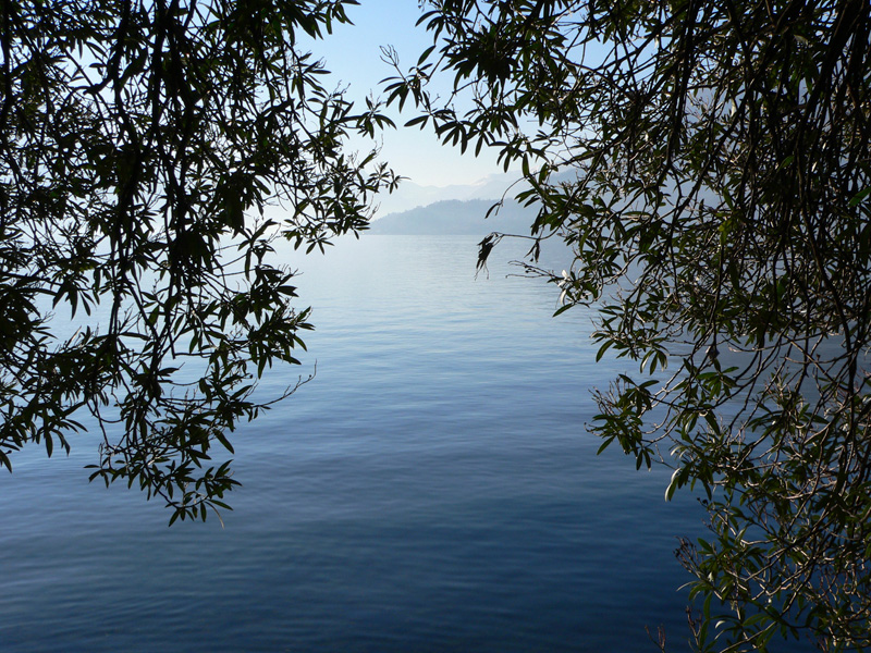 Lago tra i rami