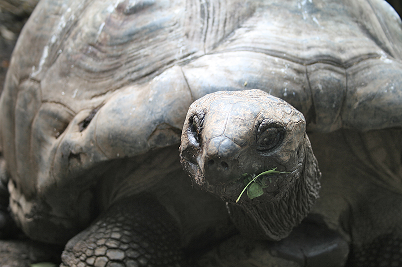 Tartatuga delle Seychelles