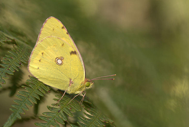 Colias Crocea maschio