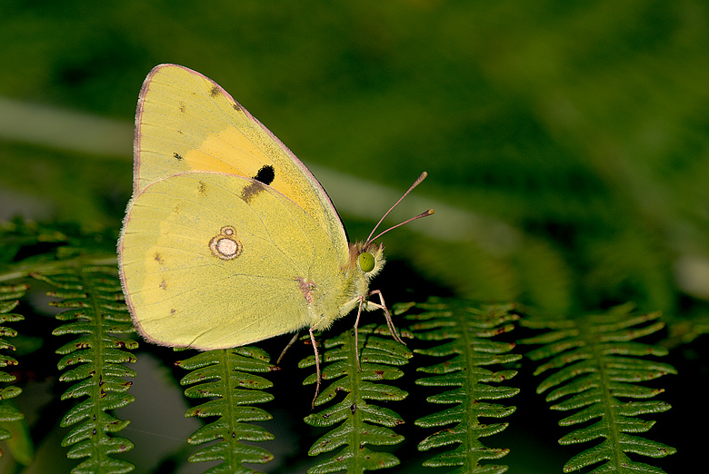 Colias Crocea maschio