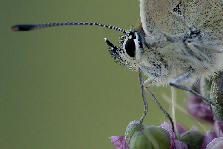 Lycaenidae Polyommatus bellargus