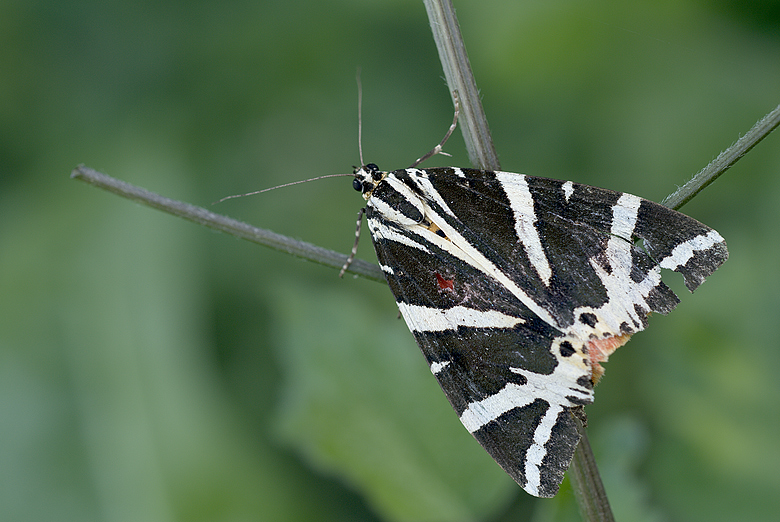 Euplagia quadripunctaria