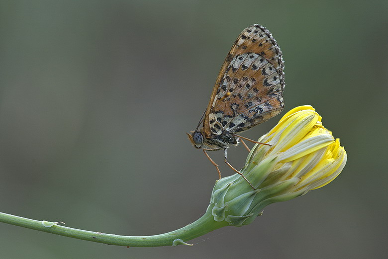 Melitaea didyma