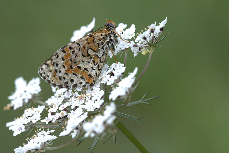 Melitaea didyma