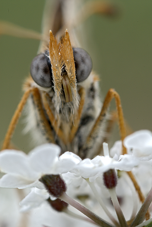 Melitaea didyma