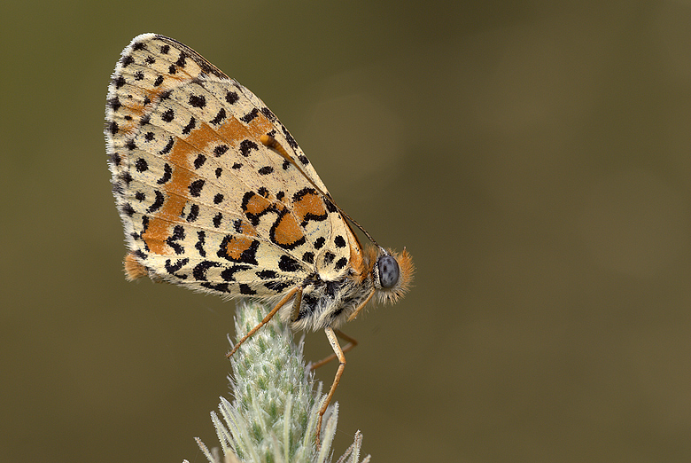 Melitaea didyma